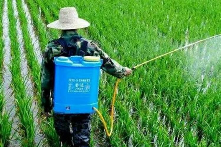 甜瓜授粉15天后冲平衡肥还是高钾肥好？