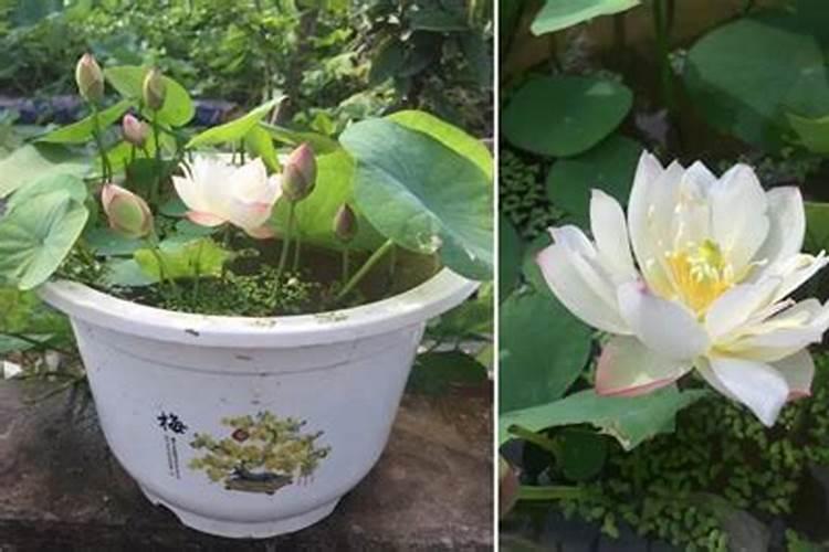 碗莲的种子什么时候用水溶肥