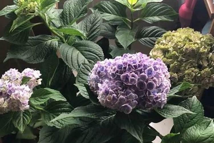洋绣球定植施什么肥