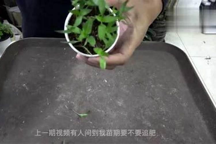 鱼蛋白使用注意事项