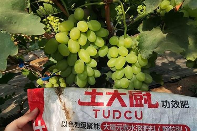 葡萄何时施肥施什么肥葡萄施肥时间和方法