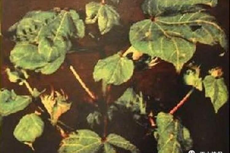 棉花后期需要什么肥料