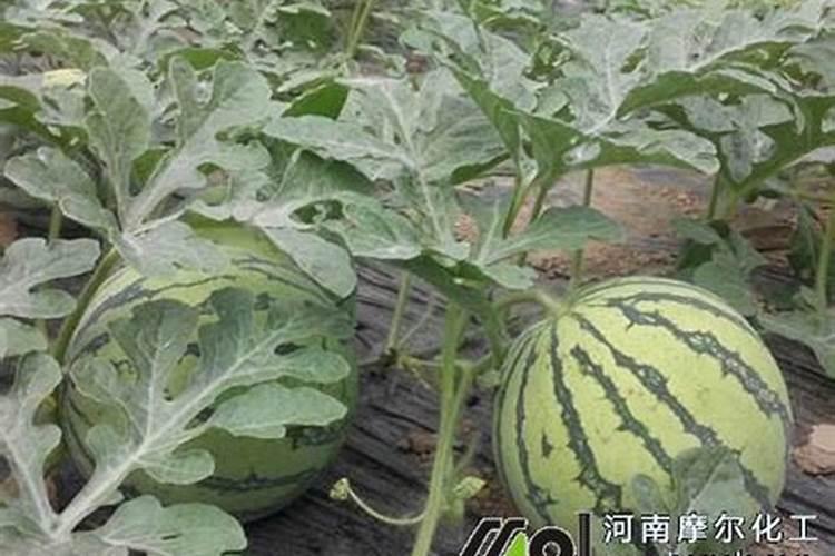 西瓜膨果期用什么肥料