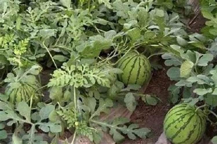 种西瓜怎样下底肥