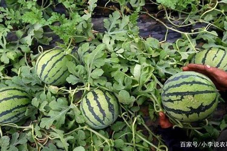 西瓜是一种非常喜钾的作物,那么如何施钾肥,才能使西瓜高产呢？