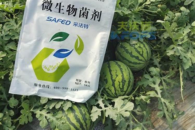 西瓜种植施肥技术,西瓜怎么施肥