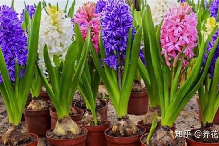 仙客来浇什么水好