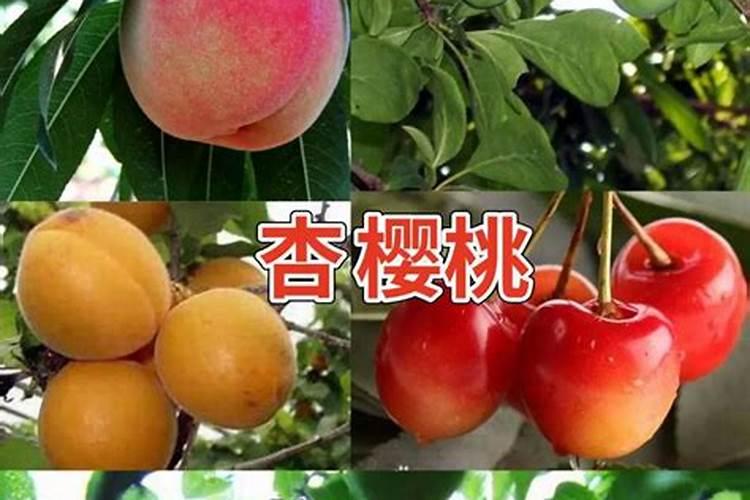 请问果树用的叶面肥和新型什么肥？