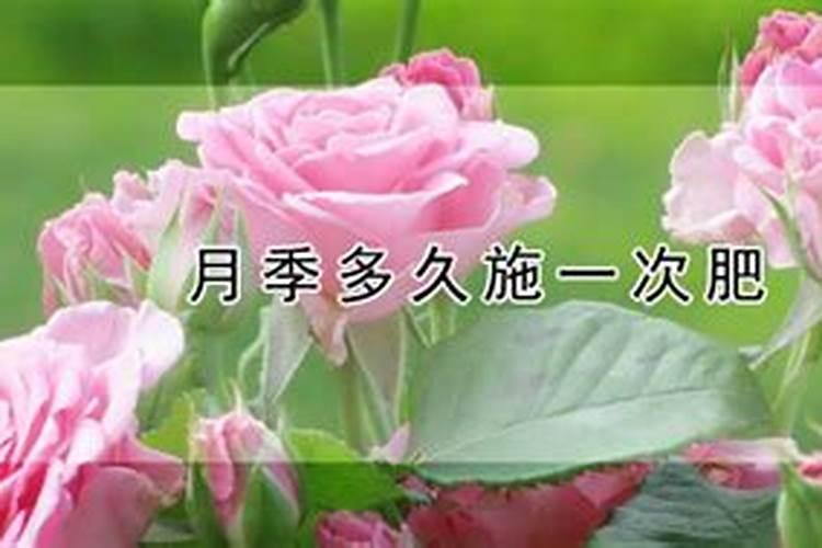 夏季养月季该如何施肥