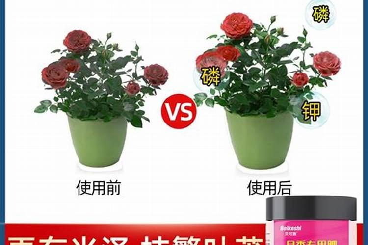 月季怎么养护新芽新叶长了一大盆