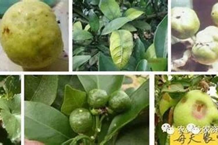 绿萝需要什么肥料 绿萝需要什么肥料才能更旺盛