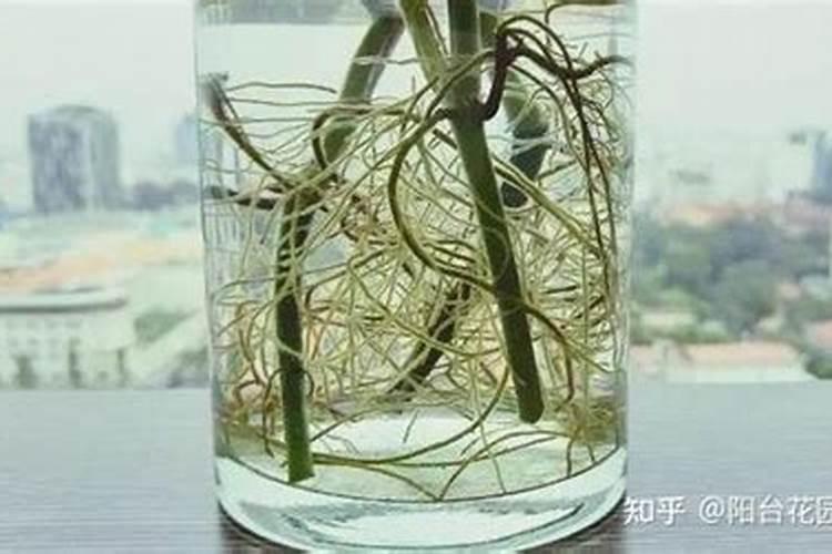 生根水可以浇花吗
