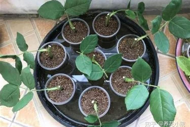 促进植物生根的肥料是钾肥还是磷肥