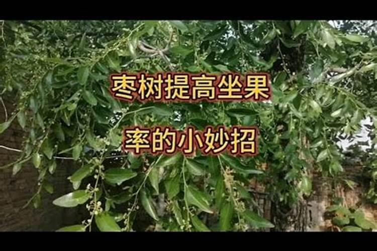 枣树什么时候施肥最好 枣树的施肥时间