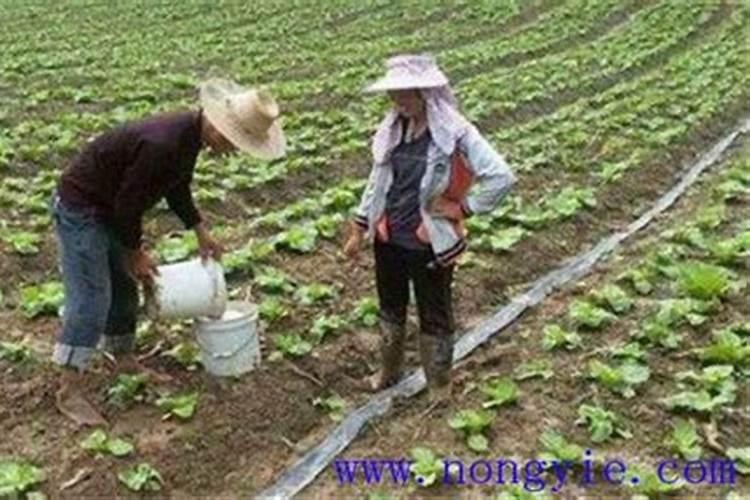 如何防止白菜类蔬菜出现肥害？