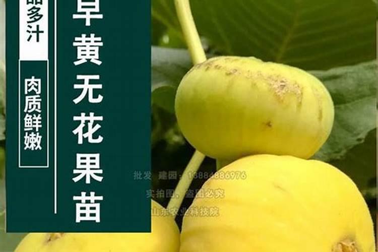 硼肥的作用与功效是什么？