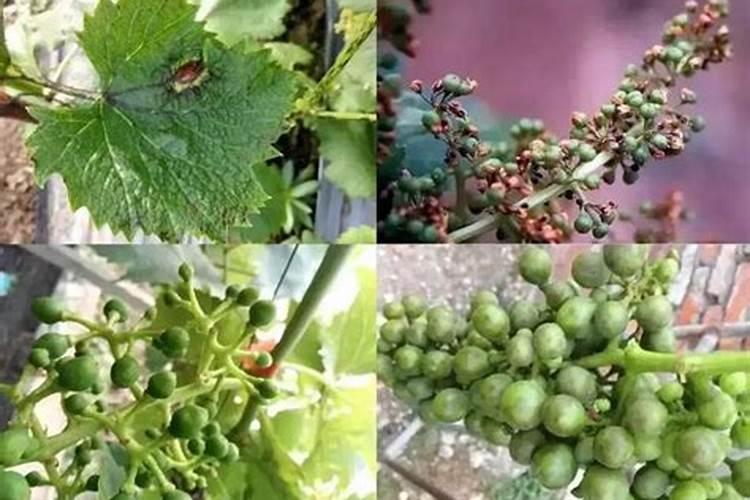 无花果如何施肥 无花果大棚施肥方法及时间