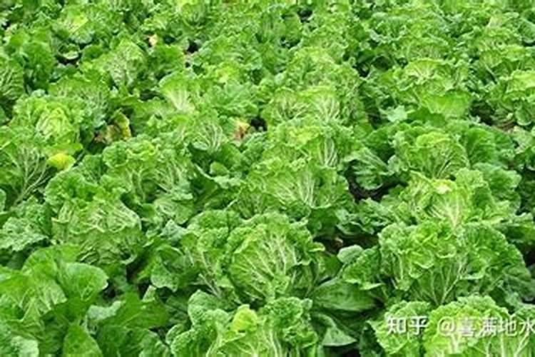 白菜上什么肥料长得又快又大,怎么施肥？怎么追肥