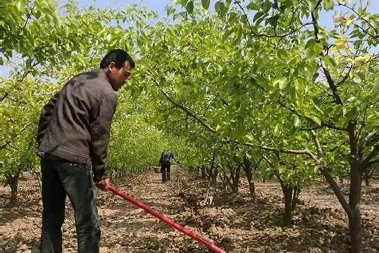 桃树叶面肥如何用磷酸二氢钾