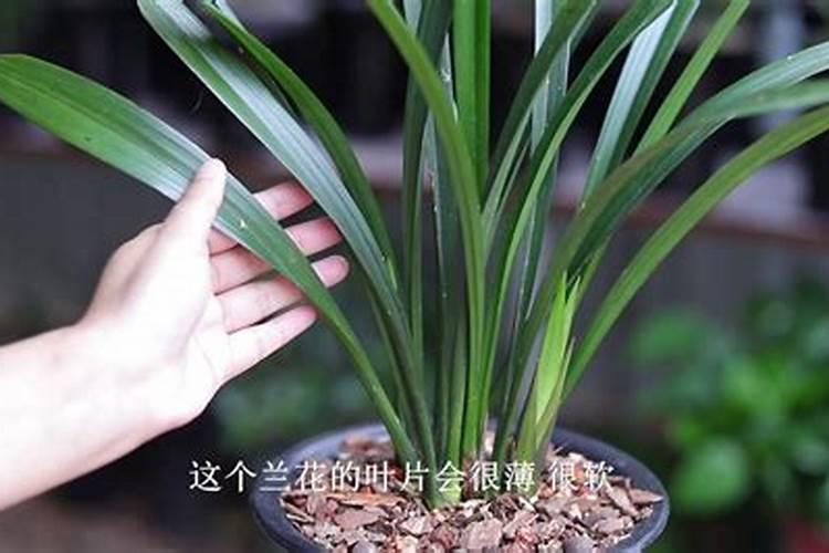 西兰花的种植需要什么条件 西兰花养殖技巧