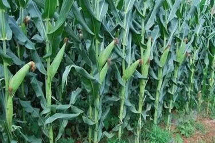 玉米喷施芸苔素能增产吗？在什么阶段可以进行喷？