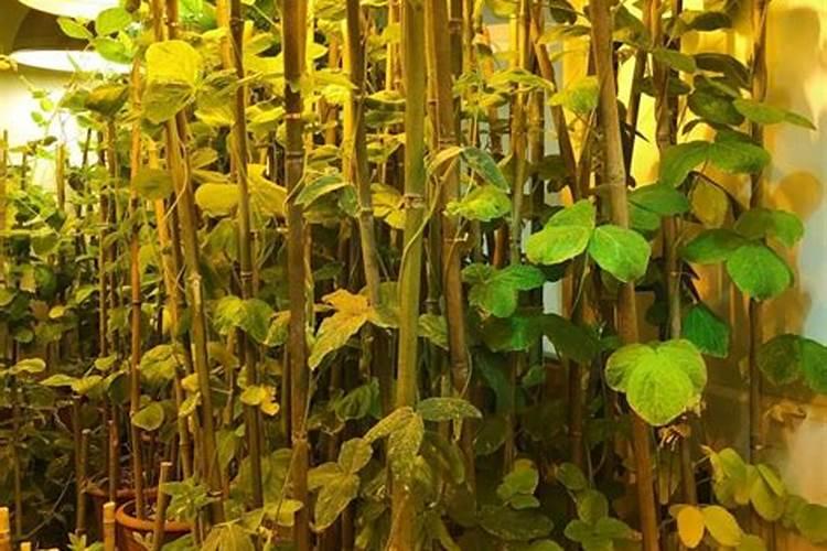 豆科植物不需要氮肥的原因