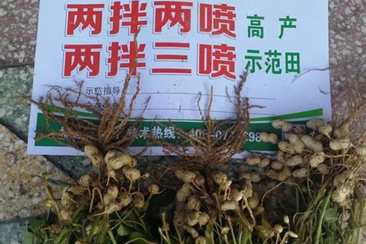 球根花卉应多施什么肥料