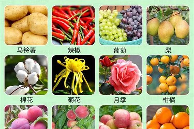 球根花卉怎么施肥,球根花卉的施肥方法