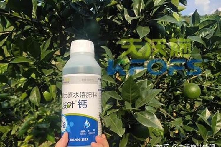 草莓缺钙冲施什么肥料
