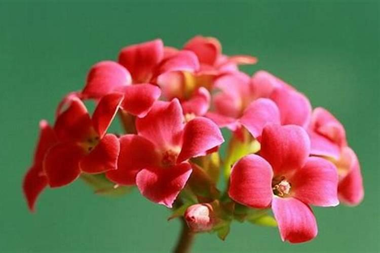 茶花一年四季施肥技巧 茶花一年四季施肥技巧简单介绍
