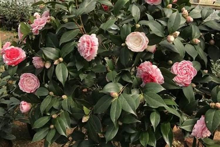 茶花一年四季施肥技巧