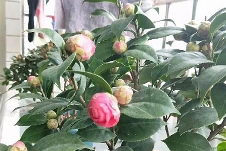 茶花施什么肥最好