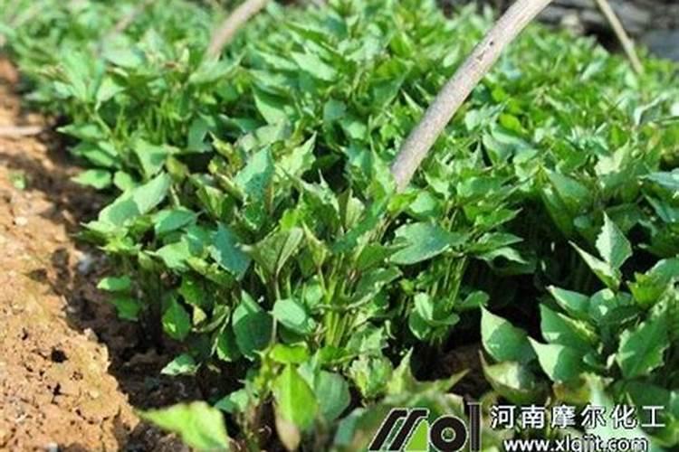 红薯苗长出地面喷什么叶面肥最好？