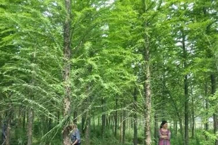 柚子树开花结果的习性特点,你有哪些了解？