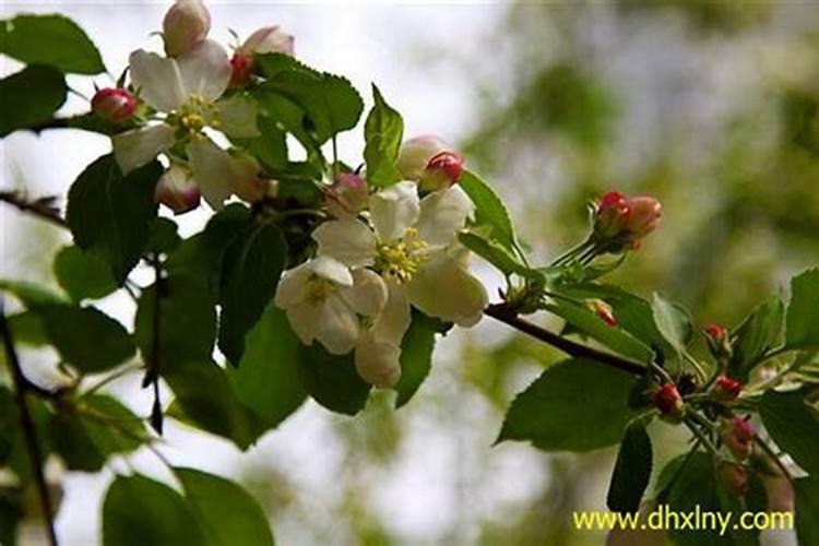 果树促花用什么叶面肥好？