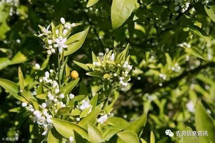 果树开花怎样能不掉果