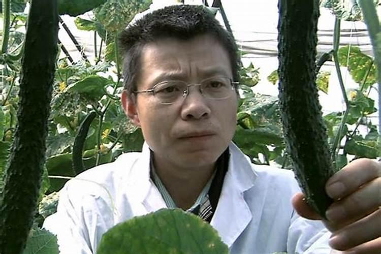黄瓜最忌什么肥料