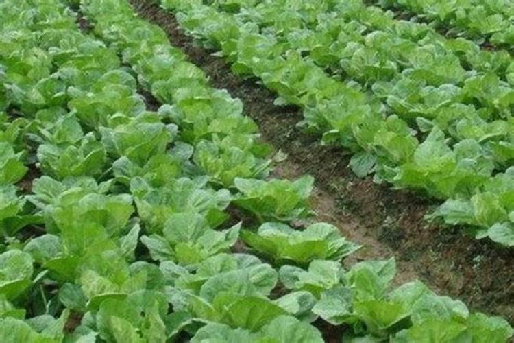种白菜用尿素还是复合肥
