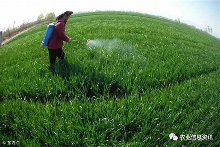 大豆喷施叶面肥时间是在什么时候最好