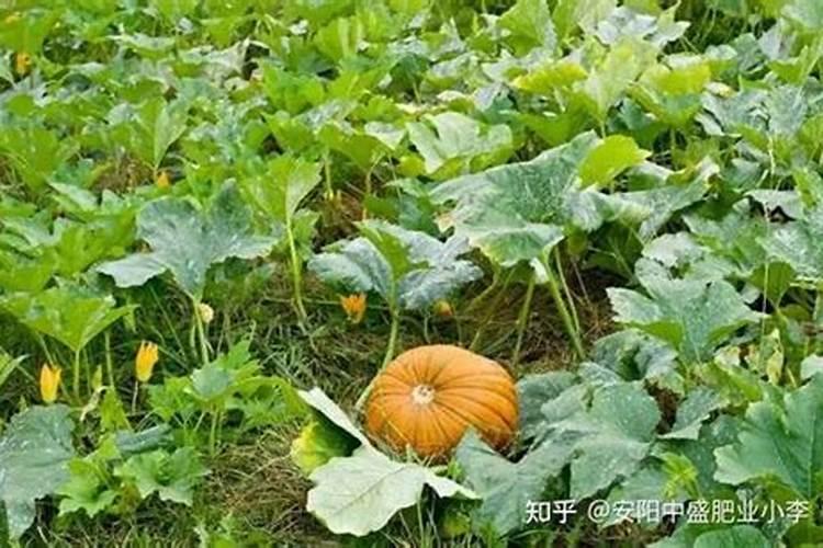 钼肥能浇花吗