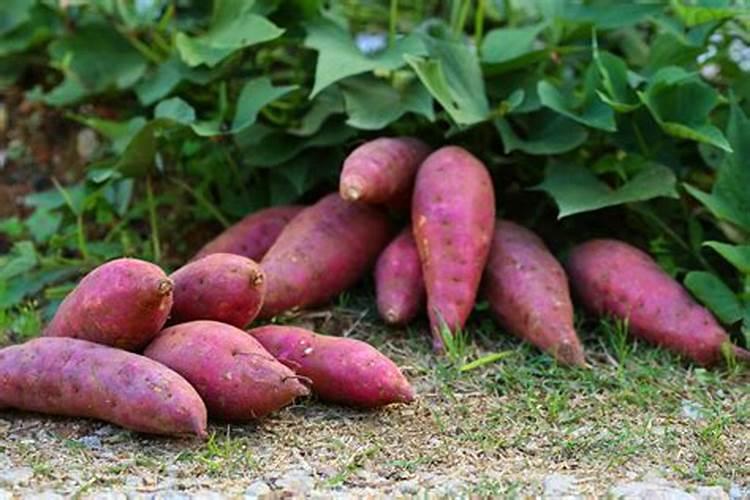 种红薯用什么肥料合适种红薯用啥肥料合适
