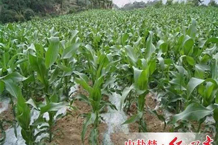 玉米底肥一次性施肥 氮磷钾 各用多少？