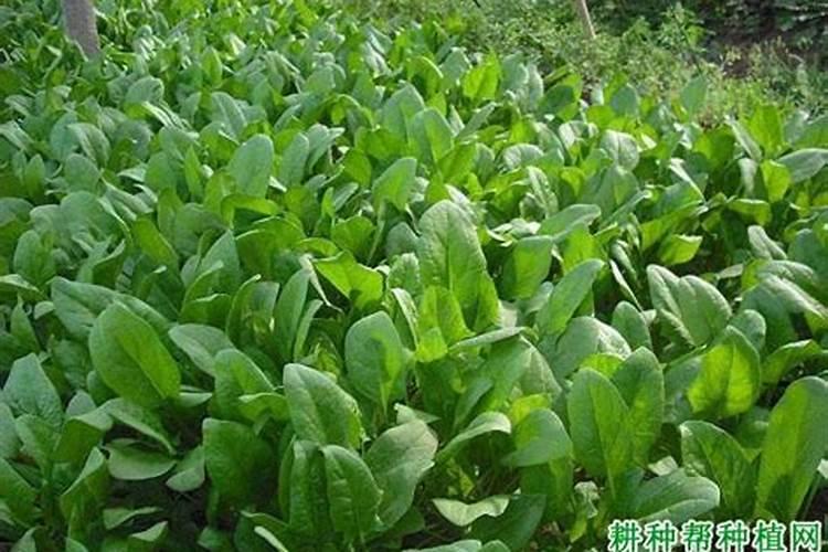 种菠菜什么肥料不能施