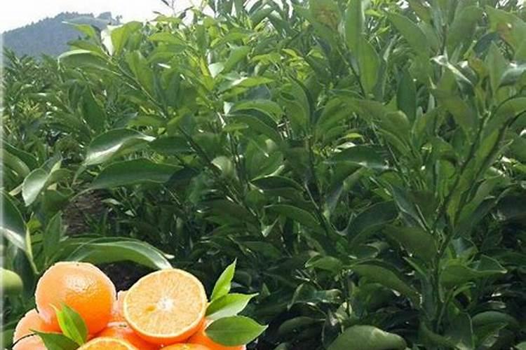 柑橘树叶片冻干用磷酸二氢钾叶面喷有用吗？