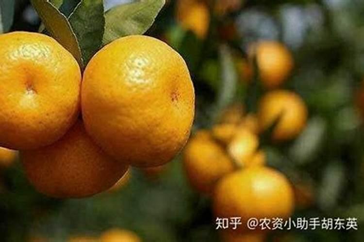 沃柑能在零下几度果子不会冻