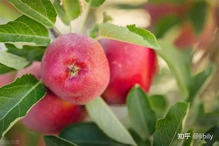 苹果树怎样施肥:夏季苹果树施肥方法