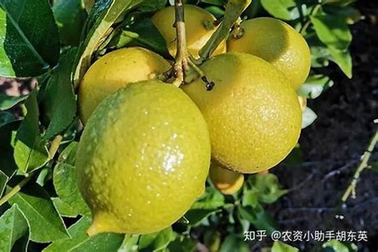 腐烂的水果能不能当作肥料