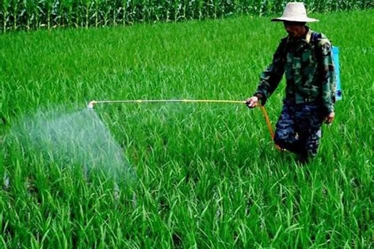 芸苔素内酯可以滴灌冲施吗一亩地冲是多少？