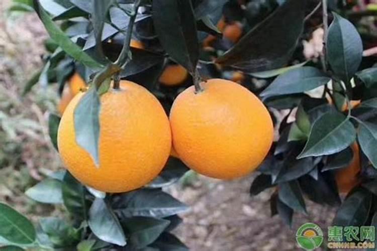 脐橙底肥施肥方法