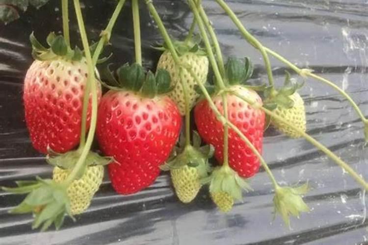草莓施什么肥料果大